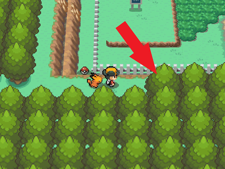 The Special Tree on Route 38 / Pokémon HeartGold and SoulSilver