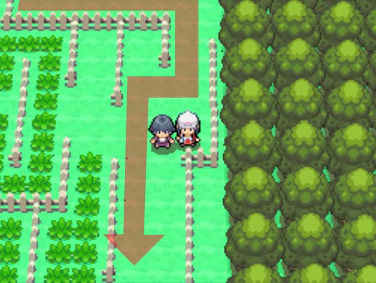 Staying on the eastern side on Route 214. / Pokémon Platinum
