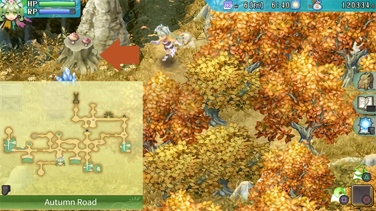 An area of Autumn Road with a thick cluster of trees / Rune Factory 4