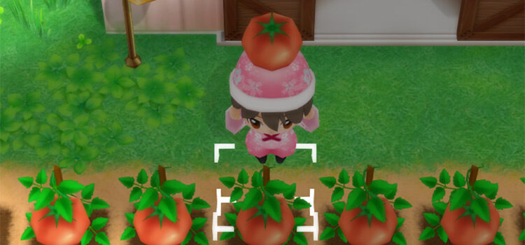 Harvesting a Tomato in Summer (SoS:FoMT)