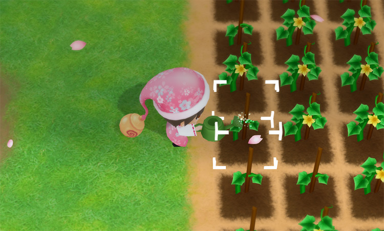 The farmer waters a field of Cucumbers. / Story of Seasons: Friends of Mineral Town