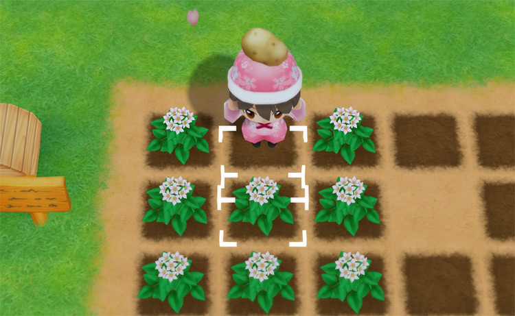 The farmer harvests Potatoes from a field in the Spring. / Story of Seasons: Friends of Mineral Town
